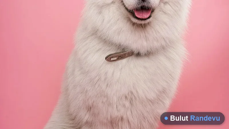 Tasmalı sevimli köpek